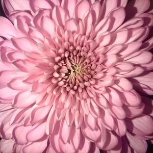 Meet your Posher, Ivania